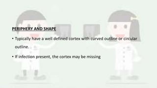 PERIPHERY AND SHAPE
• Typically have a well defined cortex with curved outline or circular
outline.
• If infection present, the cortex may be missing
 