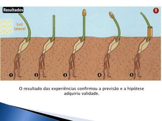 O resultado das experiências confirmou a previsão e a hipótese
                      adquiriu validade.
 