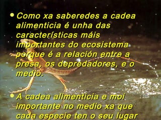 Como xa ssaabbeerreeddeess aa ccaaddeeaa 
aalliimmeennttiicciiaa éé uunnhhaa ddaass 
ccaarraacctteerrííssttiiccaass mmááiiss 
iimmppoorrttaanntteess ddoo eeccoossiisstteemmaa 
ppoorrqquuee éé aa rreellaacciióónn eennttrree aa 
pprreessaa,, ooss ddeepprreeddaaddoorreess,, ee oo 
mmeeddiioo.. 
AA ccaaddeeaa aalliimmeennttiicciiaa ee mmooii 
iimmppoorrttaannttee nnoo mmeeddiioo xxaa qquuee 
ccaaddaa eessppeecciiee tteenn oo sseeuu lluuggaarr 
nneellaa.. 
 