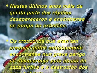 Nestes últimos aannooss mmááiiss ddaa 
qquuiinnttaa ppaarrttee ddooss rrééppttiilleess 
ddeessaappaarreecceerroonn ee eennccóónnttrraannssee 
eenn ppeerriiggoo ddee eexxttiinncciióónn.. 
OOss ccrrooccooddiillooss qquuee eerraann ttaann 
pprreeddoommiinnaanntteess aannttiiggüüaammeennttee 
eennccóónnttrraannssee nnuunn ggrraavvee ppeerriiggoo 
ddee ddeessaappaarreecceerr ppoolloo aabbuussoo ddaa 
ccaazzaa ffuurrttiivvaa ee aa ddeessttrruucciióónn ddooss 
sseeuuss hháábbiittaattss.. 
 