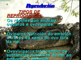 RReepprroodduucciióónn 
TTIIPPOOSS DDEE 
RREEPPRROODDUUCCIIÓÓNN:: 
OOss rrééppttiilleess ssoonn aanniimmaaiiss 
oovviippaarrooss ee oovvoovviippaarrooss:: 
OOvvííppaarrooss::NNuuttrriicciióónn ddoo eemmbbrriióónn 
aa ttrraavvééss ddaa xxeemmaa ddoo oovvoo ffoorraa 
ddaa nnaaii.. 
OOvvoovviivvííppaarrooss::IInntteerrccaammbbiioo ddee 
ssuubbttaanncciiaass nnuuttrriittiivvaass ddaa nnaaii aaoo 
eemmbbrriióónn.. OO eemmbbrriióónn 
ddeesseennvvoollvveessee ddeennttrroo ddaa nnaaii.. 
 