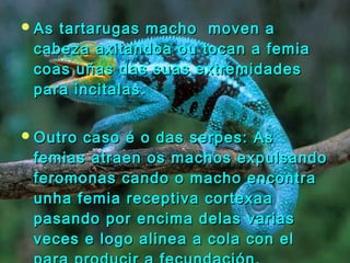 As tartarugas mmaacchhoo mmoovveenn aa 
ccaabbeezzaa aaxxiittaannddooaa oouu ttooccaann aa ffeemmiiaa 
ccooaass uuññaass ddaass ssuuaass eexxttrreemmiiddaaddeess 
ppaarraa iinncciittaallaass.. 
OOuuttrroo ccaassoo éé oo ddaass sseerrppeess:: AAss 
ffeemmiiaass aattrraaeenn ooss mmaacchhooss eexxppuullssaannddoo 
ffeerroommoonnaass ccaannddoo oo mmaacchhoo eennccoonnttrraa 
uunnhhaa ffeemmiiaa rreecceeppttiivvaa ccoorrtteexxaaaa 
ppaassaannddoo ppoorr eenncciimmaa ddeellaass vvaarriiaass 
vveecceess ee llooggoo aalliinneeaa aa ccoollaa ccoonn eell 
ppaarraa pprroodduucciirr aa ffeeccuunnddaacciióónn.. 
 