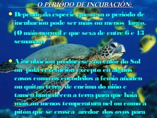 OO PPEERRIIÓÓDDOO DDEE IINNCCUUBBAACCIIÓÓNN:: 
DDeeppeennddee ddaa eessppeecciiee qquuee sseexxaa oo ppeerriióóddoo ddee 
iinnccuubbaacciióónn ppooddee sseerr mmááiiss oouu mmeennooss llaarrggoo.. 
((OO mmááiiss nnoorrmmaall ee qquuee sseexxaa ddee eennttrree 66 ee 1133 
sseemmaannaass)).. 
AA iinnccuubbaacciióónn pprrooddúúcceessee ccooaa ccaalloorr ddoo SSooll 
oouu ppoollaa vveexxeettaacciióónn eexxcceeppttoo eenn aallggúúnnss 
ccaassooss ccoommaa ooss ccooccooddrriillooss aa ffeemmiiaa aaññaaddeenn 
oouu qquuiittaann tteerrrraa ddee eenncciimmaa ddoo nniiññoo ee 
ttaamméénn hhuummeeddeecceenn aa tteerrrraa ppaarraa qquuee hhaaiiaa 
mmááiiss oouu mmeennooss tteemmppeerraattuurraa nneell oouu ccoommoo aa 
ppiittóónn qquuee ssee eerroossccaa aarreeddoorr ddooss oovvooss ppaarraa 
ddaarrlllleess ccaalloorr.. 
 