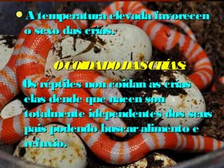 A temperatura eelleevvaaddaa ffaavvoorreecceenn 
oo sseexxoo ddaass ccrrííaass.. 
OO CCOOIIDDAADDOO DDAASS CCRRÍÍAASS:: 
OOss rrééppttiilleess nnoonn ccooiiddaann aass ccrrííaass 
eellaass ddeennddee qquuee nnaacceenn ssoonn 
ttoottaallmmeennttee iiddeeppeennddeenntteess ddooss sseeuuss 
ppaaiiss ppooddeennddoo bbuussccaarr aalliimmeennttoo ee 
rreeffuuxxiioo.. 
 