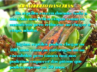 DDEESSAARRRROOLLLLOO DDAASS CCRRÍÍAASS:: 
OOss rrééppttiilleess ccrreecceenn dduurraannttee ttooddaa aa 
ssúúaa vviiddaa nnoonn tteeññeenn eettaappaass ccoommaa ooss 
mmaammííffeerrooss ppeerroo rreedduucceessee aaoo cchheeggaarr aa 
eettaappaa aadduullttaa.. 
AAllggúúnnss rrééppttiilleess ppooddeenn cchheeggaarr ooss 
110000 aannooss ccoommaa aass ttaarrttaarruuggaass oouu ooss 
ccooccooddrriillooss ppeerroo ttaamméénn nnoonn nnooss 
ppooddeemmooss eessqquueecceerr ddaass ppiittóónnss qquuee 
ppooddeenn ssuuppeerraarr ooss 5500 aannooss.. 
AA mmaaiioorrííaa ddeelleess nnoonn ssuuppeerraann ooss 2200 
 