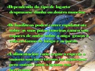 -Dependendo ddoo ttiippoo ddee llaaggaarrttoo 
ddeesspprraazzaarrssee dduunnhhaa oouu ddoouuttrraa mmaanneeiirraa:: 
--OOss bbaassiilliissccooss ppooddeenn ccoorrrreerr rrááppiiddaammeennttee 
ssoobbrree aass ssuuaass ppaattaass ttrraasseeiirraass ttaamméénn ssoonn 
ccaappaacceess ddee aannddaarr ssoobbrree aa aauuggaa ggrraazzaass aa 
ccoollaa eenn ffoorrmmaa ddee llááttiiggoo ee aass ppaattaass.. 
--AA aalliimmeennttaacciióónn vvaarriiaa sseeggúúnn aa eessppeecciiee aa 
mmaaiioorrííaa ssoonn iinnsseeccttiivvoorrooss oouu oommnníívvoorrooss 
ppeerroo oouuttrrooss ccoommaa aa iigguuaannaa ssoonn 
hheerrvvíívvoorrooss.. 
 