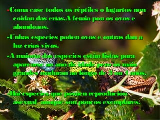--Coma case todos os réptiles oo llaaggaarrttooss nnoonn 
ccooiiddaann ddaass ccrrííaass..AA ffeemmiiaa ppoonn ooss oovvooss ee 
aabbaannddooaaooss.. 
--UUnnhhaass eessppeecciieess ppooññeenn oovvooss ee oouuttrraass ddaann aa 
lluuzz ccrrííaass vviivvaass.. 
--AA mmaaiioorrííaa ddaass eessppeecciieess eessttáánn lliissttaass ppaarraa 
aappaarreeaarrssee aaoo aannoo ddee iiddaaddee ppeerroo ooss mmááiiss 
ggrraannddeess mmaadduurraann aaoo lloonnggoo ddee 33 oouu 44 aannooss.. 
--HHaaii eessppeecciieess qquuee ppoossúúeenn rreepprroodduucciióónn 
aasseexxuuaall aauunnqquuee ssoonn ppoouuccooss eexxeemmppllaarreess.. 
 