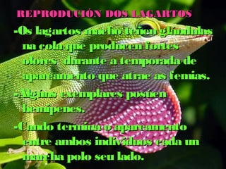 RREEPPRROODDUUCCIIÓÓNN DDOOSS LLAAGGAARRTTOOSS 
--OOss llaaggaarrttooss mmaacchhoo tteeññeenn gglláánndduullaass 
nnaa ccoollaa qquuee pprroodduucceenn ffoorrtteess 
oolloorreess dduurraannttee aa tteemmppoorraaddaa ddee 
aappaarreeaammeennttoo qquuee aattrraaee aass ffeemmiiaass.. 
--AAllggúúnnss eexxeemmppllaarreess ppoossúúeenn 
hheemmiippeenneess.. 
--CCaannddoo tteerrmmiinnaa oo aappaarreeaammeennttoo 
eennttrree aammbbooss iinnddiivviidduuooss ccaaddaa uunn 
mmaarrcchhaa ppoolloo sseeuu llaaddoo.. 
 