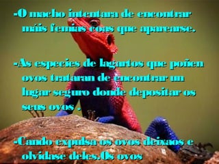 -O macho intentara ddee eennccoonnttrraarr 
mmááiiss ffeemmiiaass ccooaass qquuee aappaarreeaarrssee.. 
--AAss eessppeecciieess ddee llaaggaarrttooss qquuee ppooññeenn 
oovvooss ttrraattaarraann ddee eennccoonnttrraarr uunn 
lluuggaarr sseegguurroo ddoonnddee ddeeppoossiittaarr ooss 
sseeuuss oovvooss .. 
--CCaannddoo eexxppuullssaa ooss oovvooss ddeeiixxaaooss ee 
oollvviiddaassee ddeelleess..OOss oovvooss 
eecclloossiioonnaarraann aaoo ccaabboo ddee 33 oouu 44 
 