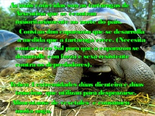 As máis coñecidas son aass ttaarrttaarruuggaass ddee 
AArrxxeennttiinnaa qquuee ssee eeccoonnttrraann 
mmaaiioorriittaarriiaammeennttee nnoo nnoorrttee ddoo ppaaííss.. 
CCoonnssttaann dduunn ccaappaarraazzóónn qquuee ssee ddeessaarrrroollllaa 
aa mmeeddiiddaa qquuee aa ttaarrttaarruuggaa ccrreeccee.. ((NNeecceessiittaa 
ccoonnttaaccttoo ccoo SSooll ppaarraa qquuee oo ccaappaarraazzóónn ssee 
ddeessaarrrroollllee ccoonn ffoorrzzaa ee sseexxaa rreessiisstteennttee 
ccoonnttrraa ooss ddeepprreeddaaddoorreess)).. 
TTeeññeenn 44 eexxttrreemmiiddaaddeess ddúúaass ddiieenntteeiirraa ee ddúúaass 
ttrraasseeiirraass qquuee uuttiilliizzaann ppaarraa ddeesspprraazzaarrssee.. 
AAlliimmeennttaannssee ddee vveexxeettaalleess ee ccoonnssuummeenn 
mmooiittaa aauuggaa.. 
 