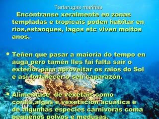 TTaarrttaarruuggaass mmaarriiññaass 
EEnnccóónnttrraannssee xxeerraallmmeennttee eenn zzoonnaass 
tteemmppllaaddaass ee ttrrooppiiccaaiiss ppooddeenn hhaabbiittaarr eenn 
rrííooss,,eessttaannqquueess,, llaaggooss eettcc vviivveenn mmooiittooss 
aannooss.. 
TTeeññeenn qquuee ppaassaarr aa mmaaiioorrííaa ddoo tteemmppoo eenn 
aauuggaa ppeerroo ttaamméénn lllleess ffaaii ffaallttaa ssaaiirr oo 
eexxtteerriioorr ppaarraa aapprroovveeiittaarr ooss rraaiiooss ddoo SSooll 
ee aassíí ffoorrttaalleecceerr oo sseeuu ccaappaarraazzóónn.. 
AAlliimmeennttaassee ddee vveexxeettaaiiss ccoommoo 
ccoorraaiiss,,aallggaass ee vveexxeettaacciióónn aaccuuááttiiccaa ee 
ddee aallgguunnhhaass eessppeecciieess ccaarrnniivvoorraass ccoommaa 
ppeeqquueennooss ppoollvvooss ee mmeedduussaass.. 
 