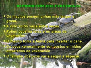 RREEPPRROODDUUCCIIÓÓNN DDAASS TTAARRTTAARRUUGGAASS:: 
OOss mmaacchhooss ppoossuueenn uunnññaass mmááss llaarrggaass ee 
ggrroossaa.. 
AA ccoolloorraacciióónn vvaarriiaa eennttrree sseexxooss.. 
PPooññeenn oovvooss nnaa tteerrrraa ee eenn aarreeaass ddee 
vveexxeettaacciióónn.. 
OO mmaacchhoo ttoommaa aa ffeemmiiaa ppaarraa iinnsseerrttaarr oo ppeennee.. 
OOss oovvooss xxeenneerraallmmeennttee ssoonn ppoossttooss eenn nniiddooss 
eenntteerrrraaddooss nnaa vveexxeettaacciióónn.. 
OO ttaammaaññoo ddooss oovvooss vvaarriiaa sseeggúúnn aa eessppeecciiee.. 
 