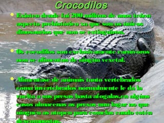 CCrrooccooddiillooss 
EExxiisstteenn ddeennddee ffaaii 220000 mmiillllóónnss ddee aannooss tteeññeenn 
aassppeeccttoo pprreehhiissttóórriiccoo xxaa qquuee ssoonn ooss úúnniiccooss 
ddiinnoossaauurriiooss qquuee nnoonn ssee eexxttiinngguuiirroonn,, 
OOss ccooccooddiillooss ssoonn eexxcclluussiivvaammeennttee ccaarrnníívvoorrooss 
nnoonn ssee aalliimmeennttaann ddee nniinnggúúnn vveexxeettaall.. 
AAlliimmeennttaassee ddee aanniimmaaiiss ttaannttoo vveerrtteebbrraaddooss 
ccoommaa iinnvveerrtteebbrraaddooss nnoorrmmaallmmeennttee llee ddaa llaa 
vvuueellttaa aa ssuuss pprreessaass hhaassttaa aaffooggaallaass,,eenn aallggúúnnss 
ccaassooss aallmmaacceennaass aass pprreessaass nnuunn lluuggaarr nnoo qquuee 
nniinngguuéénn aass aattooppeenn ppaarraa ccoommeellaass ccaannddoo eessttéénn 
ddeessccoommppoossttaass.. 
 