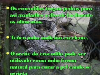 Os crocodilos ttrraaggaann ppeeddrraass ppaarraa 
aassii aaxxuuddaarrlllleess aa ddiixxeerriirr ffaacciillmmeennttee 
ooss aalliimmeennttooss.. 
TTeeññeenn uunnhhaa aauuddiicciióónn eexxcceelleennttee.. 
OO aacceeiittee ddoo ccrrooccooddiilloo ppooddee sseerr 
uuttiilliizzaaddoo ccoommaa uunnhhaa ffoorrmmaa 
nnaattuurraall ppaarraa ccuurraarr aa ppeell ccaannddoo ssee 
aaggrriieettaa 
 