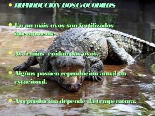 REPRODUCIÓN DDOOSS CCrrOOCCOODDIILLOOSS:: 
UUnn oouu mmááiiss oovvooss ssoonn ffeerrttiilliizzaaddooss 
iinntteerrnnaammeennttee.. 
AAss ffeemmiiaass ccooiiddaann ddooss oovvooss.. 
AAllggúúnnss ppoossúúeenn rreepprroodduucciióónn aannuuaall oouu 
eessttaacciioonnaall.. 
AA rreepprroodduucciióónn ddeeppeennddee ddaa tteemmppeerraattuurraa.. 
 