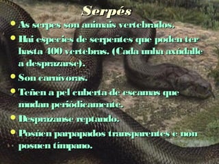 SSeerrppééss 
AAss sseerrppeess ssoonn aanniimmaaiiss vveerrtteebbrraaddooss.. 
HHaaii eessppeecciieess ddee sseerrppeenntteess qquuee ppooddeenn tteerr 
hhaassttaa 440000 vveerrtteebbrraass.. ((CCaaddaa uunnhhaa aaxxúúddaallllee 
aa ddeesspprraazzaarrssee)).. 
SSoonn ccaarrnníívvoorraass.. 
TTeeññeenn aa ppeell ccuubbeerrttaa ddee eessccaammaass qquuee 
mmuuddaann ppeerriióóddiiccaammeennttee.. 
DDeesspprraazzaannssee rreeppttaannddoo.. 
PPoossúúeenn ppaarrppaappaaddooss ttrraannssppaarreenntteess ee nnoonn 
ppoossuueenn ttíímmppaannoo.. 
 