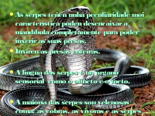 As serpes teñen unha ppeeccuulliiaarriiddaaddee mmooii 
ccaarraacctteerrííssttiiccaa ppooddeenn ddeesseennccaaiixxaarr aa 
mmaannddííbbuullaa ccoommpplleettaammeennttee ppaarraa ppooddeerr 
iinnxxeerriirr aass ssúúaass pprreessaass.. 
IInnxxiirreenn aass pprreessaass eenntteeiirraass.. 
AA lliinngguuaa ddaass sseerrppeess éé uunn óórrggaannoo 
sseennssoorriiaall ccoommoo oo oollffaaccttoo ee oo ttaaccttoo.. 
AA mmaaiioorrííaa ddaass sseerrppeess ssoonn vveelleennoossaass 
ccoommaa:: aass ccoobbrraass,, aass vviivvoorraass ee aass sseerrppeess 
mmaarriiññaass.. 
 