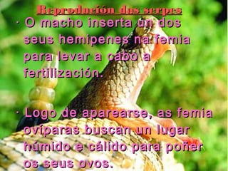 RReepprroodduucciióónn ddaass sseerrppeess 
· O macho iinnsseerrttaa uunn ddooss 
sseeuuss hheemmiippeenneess nnaa ffeemmiiaa 
ppaarraa lleevvaarr aa ccaabboo aa 
ffeerrttiilliizzaacciióónn.. 
· LLooggoo ddee aappaarreeaarrssee,, aass ffeemmiiaa 
oovvííppaarraass bbuussccaann uunn lluuggaarr 
hhúúmmiiddoo ee ccáálliiddoo ppaarraa ppooññeerr 
ooss sseeuuss oovvooss.. 
 