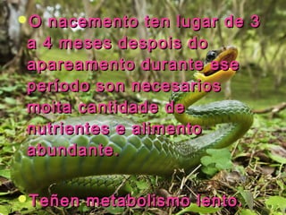 O nacemento tteenn lluuggaarr ddee 33 
aa 44 mmeesseess ddeessppooiiss ddoo 
aappaarreeaammeennttoo dduurraannttee eessee 
ppeerrííooddoo ssoonn nneecceessaarriiooss 
mmooiittaa ccaannttiiddaaddee ddee 
nnuuttrriieenntteess ee aalliimmeennttoo 
aabbuunnddaannttee.. 
TTeeññeenn mmeettaabboolliissmmoo lleennttoo.. 
 