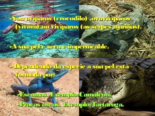 -Son ovíparos (crocodilo) ,,oovvoovviivvííppaarrooss 
((vvíívvoorraa)) oouu vviivvííppaarrooss ((aass sseerrppeess mmaarriiññaass)).. 
--AA ssúúaa ppeell éé sseeccaa ee iimmppeerrmmeeaabbllee.. 
-- DDeeppeennddeennddoo ddaa eessppeecciiee aa ssúúaa ppeell eessttáá 
ffoorrmmaaddaa ppoorr:: 
--EEssccaammaass.. EExxeemmpplloo::CCaammaalleeóónn.. 
--PPrraaccaass óósseeaass.. EExxeemmpplloo::TTaarrttaarruuggaa.. 
 