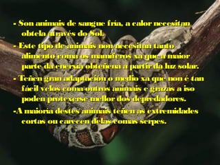 - Son animais de sangue fría, aa ccaalloorr nneecceessiittaann 
oobbtteellaa aattrraavvééss ddoo SSooll.. 
-- EEssttee ttiippoo ddee aanniimmaaiiss nnoonn nneecceessiittaann ttaannttoo 
aalliimmeennttoo ccoommaa ooss mmaammííffeerrooss xxaa qquuee aa mmaaiioorr 
ppaarrttee ddaa eenneerrxxííaa oobbtteeññeennaa aa ppaarrttiirr ddaa lluuzz ssoollaarr.. 
-- TTeeññeenn ggrraann aaddaappttaacciióónn oo mmeeddiioo xxaa qquuee nnoonn éé ttaann 
ffáácciill vveellooss ccoommaa oouuttrrooss aanniimmaaiiss ee ggrraazzaass aa iissoo 
ppooddeenn pprrootteexxeerrssee mmeelllloorr ddooss ddeepprreeddaaddoorreess.. 
--AA mmaaiioorrííaa ddeesstteess aanniimmaaiiss tteeññeenn aass eexxttrreemmiiddaaddeess 
ccoorrttaass oouu ccaarreecceenn ddeellaass ccoommaass sseerrppeess.. 
 