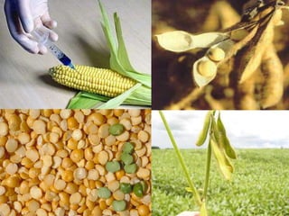 ComentárioHoje em dia são muitas as consequências  do desenvolvimento tecnológico, por isso que nossa vida está cercada de produtos tecnológicos produzidos e modificados tudo envolvendo a competição do mercado pelo lucro máximo.Com o domínio de investimentos na indústria alimentícia que tem todo o processo desenvolvido em laboratórios dando ênfase no mercado econômico  externo.