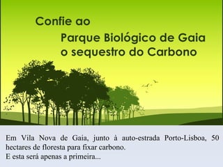 Em Vila Nova de Gaia, junto à auto-estrada Porto-Lisboa, 50 hectares de floresta para fixar carbono. E esta será apenas a primeira... 