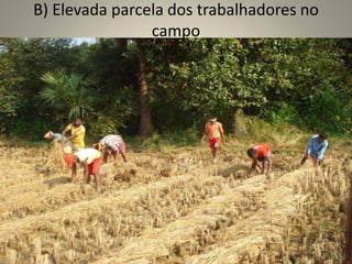 B) Elevada parcela dos trabalhadores no
campo
 