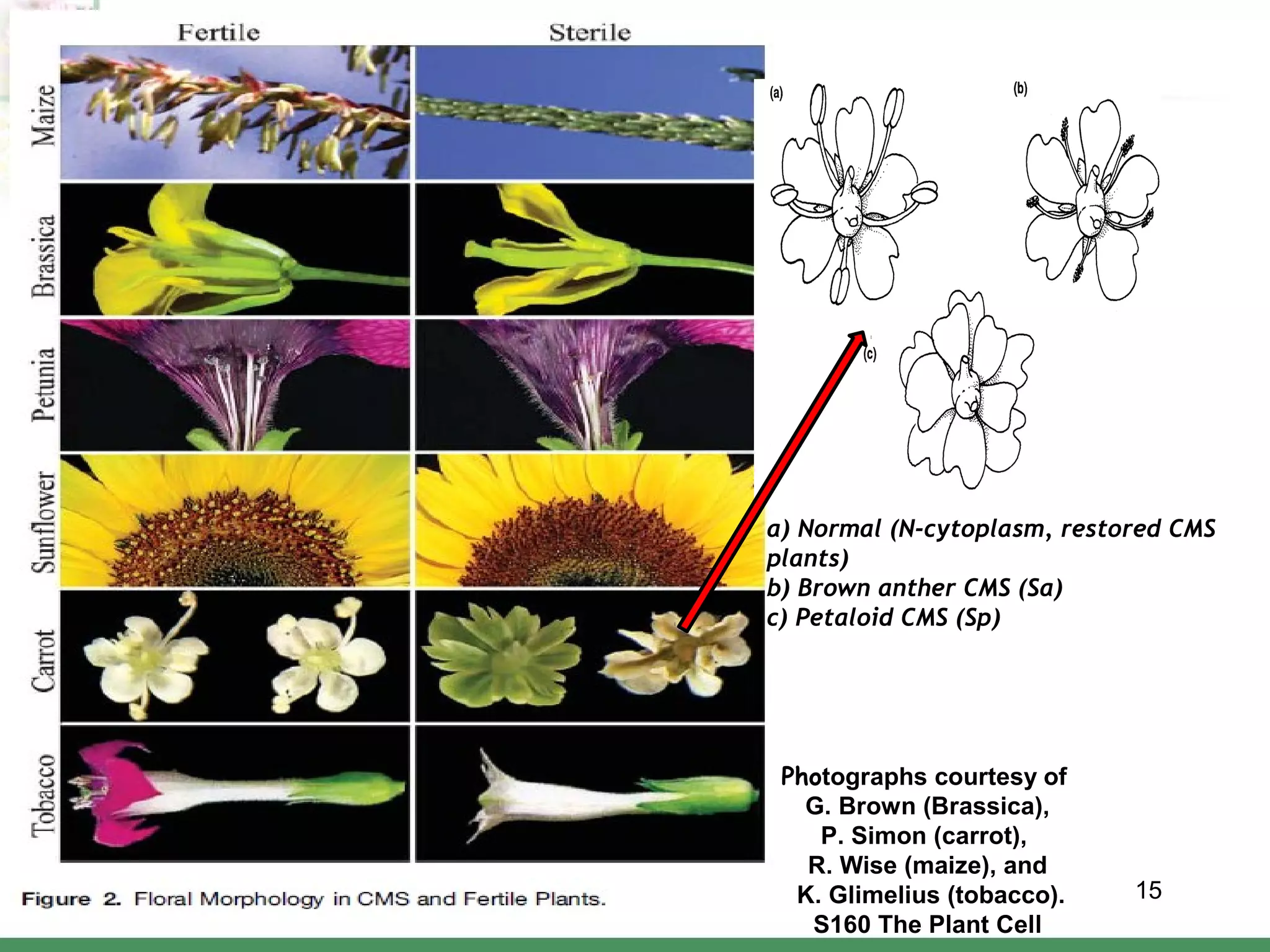 molecular-mechanism-of-male-sterility-in-plant-system-ppt