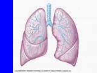 dnbpaediatrics.blogspot.in
 