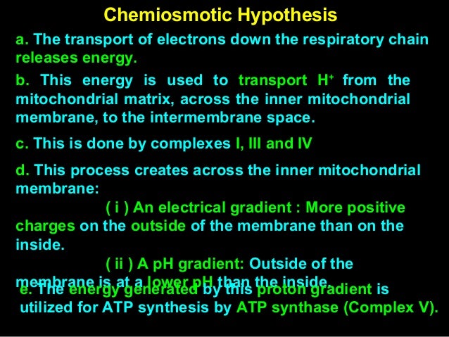 biological oxidation chemiosmotic theory