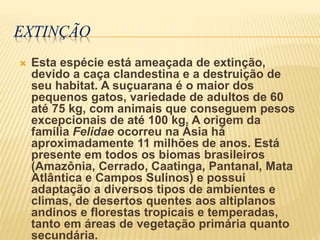 EXTINÇÃO
 Esta espécie está ameaçada de extinção,
devido a caça clandestina e a destruição de
seu habitat. A suçuarana é o maior dos
pequenos gatos, variedade de adultos de 60
até 75 kg, com animais que conseguem pesos
excepcionais de até 100 kg. A origem da
família Felidae ocorreu na Ásia há
aproximadamente 11 milhões de anos. Está
presente em todos os biomas brasileiros
(Amazônia, Cerrado, Caatinga, Pantanal, Mata
Atlântica e Campos Sulinos) e possui
adaptação a diversos tipos de ambientes e
climas, de desertos quentes aos altiplanos
andinos e florestas tropicais e temperadas,
tanto em áreas de vegetação primária quanto
secundária.
 
