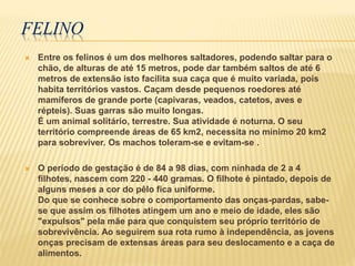 FELINO
 Entre os felinos é um dos melhores saltadores, podendo saltar para o
chão, de alturas de até 15 metros, pode dar também saltos de até 6
metros de extensão isto facilita sua caça que é muito variada, pois
habita territórios vastos. Caçam desde pequenos roedores até
mamíferos de grande porte (capivaras, veados, catetos, aves e
répteis). Suas garras são muito longas.
É um animal solitário, terrestre. Sua atividade é noturna. O seu
território compreende áreas de 65 km2, necessita no mínimo 20 km2
para sobreviver. Os machos toleram-se e evitam-se .
 O período de gestação é de 84 a 98 dias, com ninhada de 2 a 4
filhotes, nascem com 220 - 440 gramas. O filhote é pintado, depois de
alguns meses a cor do pêlo fica uniforme.
Do que se conhece sobre o comportamento das onças-pardas, sabe-
se que assim os filhotes atingem um ano e meio de idade, eles são
"expulsos" pela mãe para que conquistem seu próprio território de
sobrevivência. Ao seguirem sua rota rumo à independência, as jovens
onças precisam de extensas áreas para seu deslocamento e a caça de
alimentos.
 
