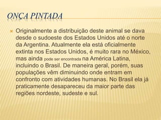 ONÇA PINTADA
 Originalmente a distribuição deste animal se dava
desde o sudoeste dos Estados Unidos até o norte
da Argentina. Atualmente ela está oficialmente
extinta nos Estados Unidos, é muito rara no México,
mas ainda pode ser encontrada na América Latina,
incluindo o Brasil. De maneira geral, porém, suas
populações vêm diminuindo onde entram em
confronto com atividades humanas. No Brasil ela já
praticamente desapareceu da maior parte das
regiões nordeste, sudeste e sul.
 