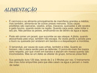 ALIMENTAÇÃO
 É carnívora e se alimenta principalmente de mamíferos grandes e médios,
mas também, alimenta-se de outras presas menores. Suas caças
prediletas são capivaras, veados, antas, macacos, queixadas e até cavalos
e gado bovino, quando existe na região. Quando caça aves, sabe imitar o
seu pio. Não perdoa os peixes, arrancando-os de dentro da água a tapas.
 Pode até comer um jacaré, que sucumbe ao seu ataque. A jibóia, quando
abocanhada pela onça, também não escapa. Às vezes perde a parada para
o touro ou queixada por andarem em bandos e a despedaçam a mordidas.
 O tamanduá, por causa de suas unhas, também a inibe. Quanto ao
homem, não o ataca senão para se defender. O porco-do-mato lhe inspira
certo respeito, por que vivem em bandos e atacam em massa quando são
incomodados. Mas se um deles se afastar do grupo, torna-se presa fácil.
 Sua gestação dura 120 dias, tendo de 2 a 3 filhotes por vez. O treinamento
das crias inclui empurrões para que eles caiam na água e percam o medo
de nadar.
 