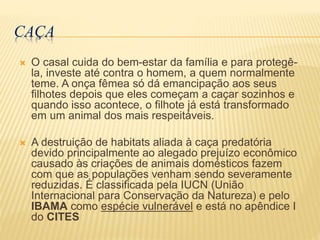 CAÇA
 O casal cuida do bem-estar da família e para protegê-
la, investe até contra o homem, a quem normalmente
teme. A onça fêmea só dá emancipação aos seus
filhotes depois que eles começam a caçar sozinhos e
quando isso acontece, o filhote já está transformado
em um animal dos mais respeitáveis.
 A destruição de habitats aliada à caça predatória
devido principalmente ao alegado prejuízo econômico
causado às criações de animais domésticos fazem
com que as populações venham sendo severamente
reduzidas. É classificada pela IUCN (União
Internacional para Conservação da Natureza) e pelo
IBAMA como espécie vulnerável e está no apêndice I
do CITES
 