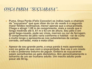 ONÇA PARDA ‘’SUÇUARANA’’.
 Puma, Onça Parda (Felis Concolor) os índios tupis o chamam
de "suçuarana" que quer dizer da cor do veado é o segundo
maior felídeo neotropical, menor apenas que a onça-pintada.
Chega a atingir 1,08 m de comprimento, mais a cauda que é
longa medindo até 0, 61 m e 63 cm de altura. Seu pêlo é em
geral bege-rosado, pode ser cinza, marrom ou cor de ferrugem.
O comprimento do pêlo varia conforme o habitat - vai de curto
a muito longo e apresenta-se nos subsistemas de campo,
cerrado, cerradão, mata e mata ciliar.
 Apesar de seu grande porte, a onça parda é mais aparentada
com os gatos do que com a onça-pintada. Sua voz é um miado
e não o poderoso esturro do jaguar. Embora as suçuaranas
sejam semelhantes ao gato doméstico, têm aproximadamente o
tamanho de um ser humano adulto. Um macho adulto pode
pesar até 50 kg.
 