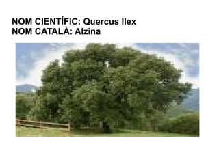 NOM CIENTÍFIC: Quercus Ilex
NOM CATALÀ: Alzina
 