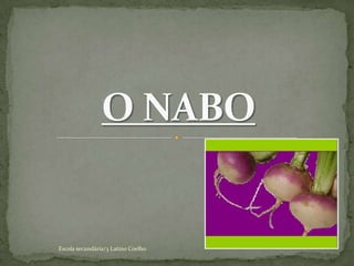 O NABO Escola secundária/3 Latino Coelho 