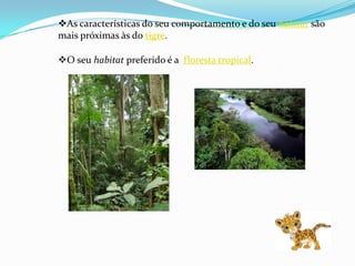 As características do seu comportamento e do seu habitat são
mais próximas às do tigre.

O seu habitat preferido é a floresta tropical.
 