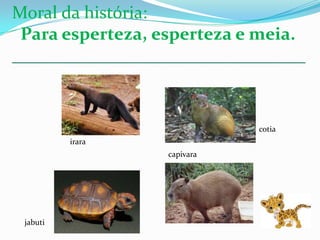 Moral da história:
 Para esperteza, esperteza e meia.
_________________________________


                             cotia
          irara
                  capivara




 jabuti
 