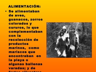 ALIMENTACIÓN: Se alimentaban de aves, guanacos, zorros colorados y cururos, lo que complementaban con la recolección de productos marinos,  como mariscos que encontraban  en la playa o algunas ballenas varadas; y de frutos silvestres como el calafate o la  chaura. 