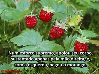 Num esforço supremo, apoiou seu corpo,
sustentado apenas pela mão direita, e,
com a esquerda, pegou o morango.
 