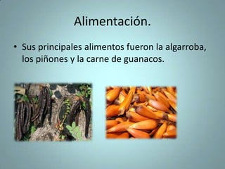 Alimentación.
• Sus principales alimentos fueron la algarroba,
los piñones y la carne de guanacos.
 