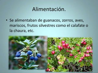 Alimentación.
• Se alimentaban de guanacos, zorros, aves,
mariscos, frutos silvestres como el calafate o
la chaura, etc.
 