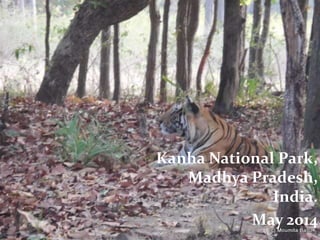 Kanha National Park,
Madhya Pradesh,
India.
May 2014
 