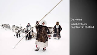 De Nenets
in het Arctische
noorden van Rusland
 