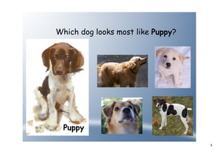Which dog looks most like Puppy?




  Puppy

                                   1
 