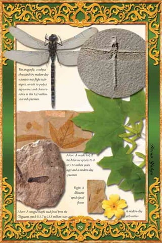 The dragonfly, a subject
of research by modern-day
scientists into flight tech-
niques, reveals its perfect
appearance and characte-
ristics in this 140-million-
year-old specimen.




                                                                                   Harun Yahya
                                          Above: A maple leaf of
                                          the Miocene epoch (23.8
                                          to 5.32 million years
                                          ago) and a modern-day
                                          specimen


                                                Right: A
                                                 Miocene
                                              epoch fossil
                                                   flower

Above: A winged maple seed fossil from the                          A modern-day
Oligocene epoch (33.7 to 23.8 million years ago)                    polyanthus


                                                    79
 