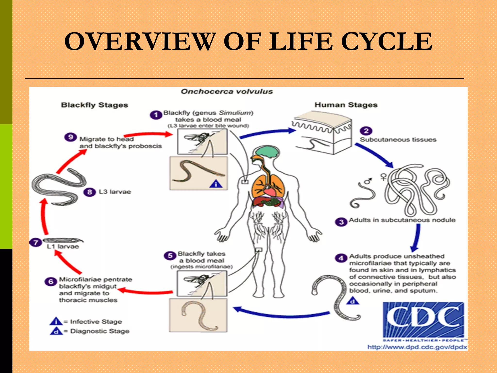 OVERVIEW OF LIFE CYCLE
 